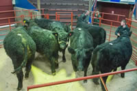 Galloways in the ring (3)